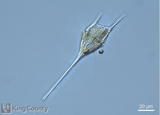 Photo of Ceratium lineatum